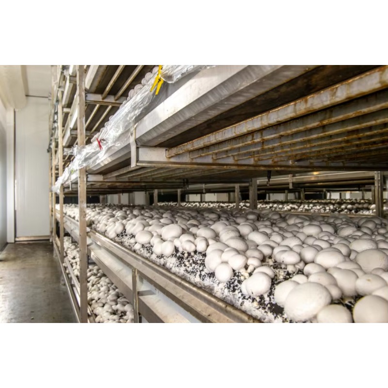 Hydroponiczna farma kontenerow – Urban Farming Projects recenzja i cena